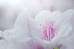 dolce