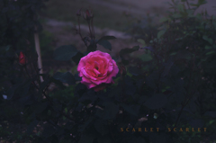 scarlet scarlet