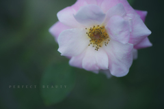 perfect beauty