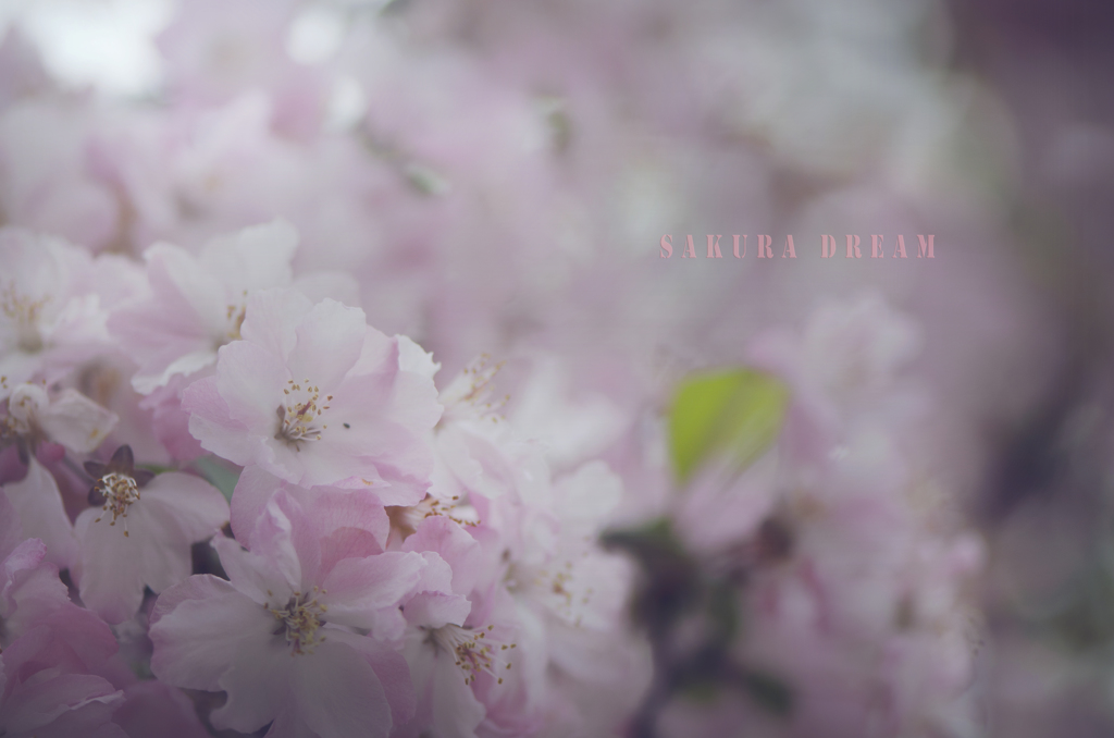 sakura dream
