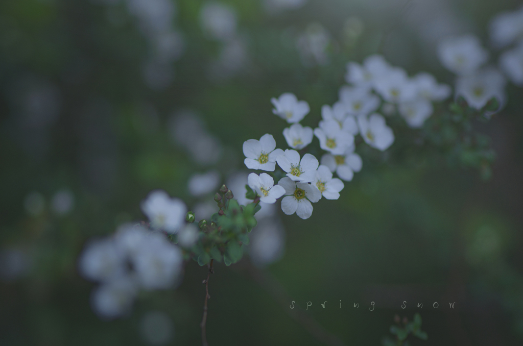 spring snow