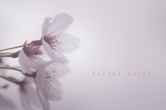 sakura macro