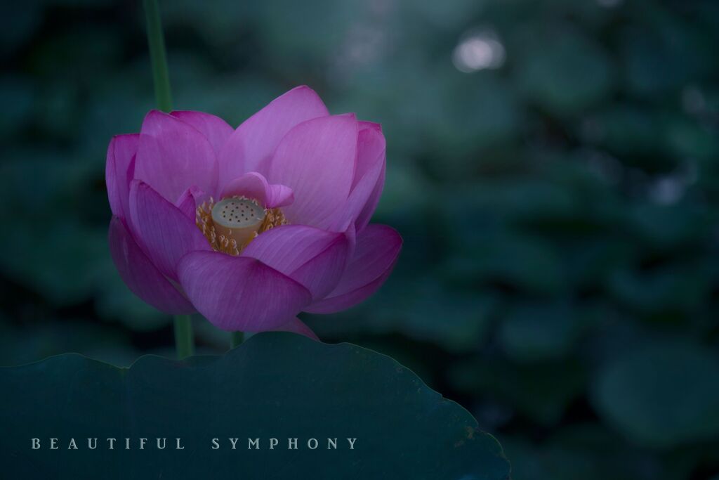 beautiful symphony