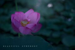 beautiful symphony