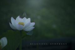 beautiful symphony