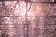 sunbeams