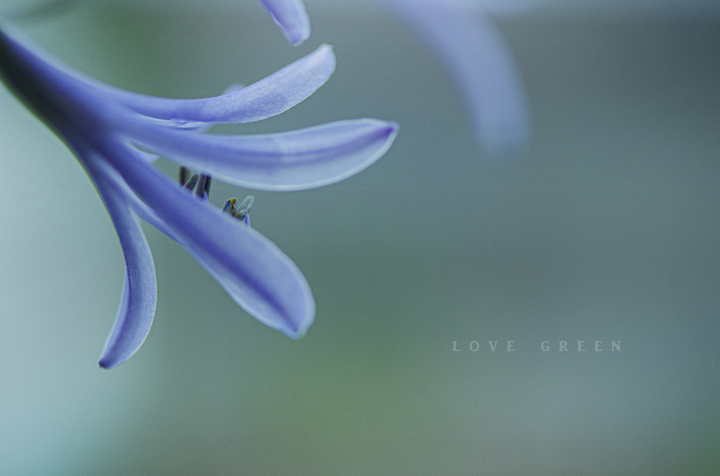 LOVE GREEN