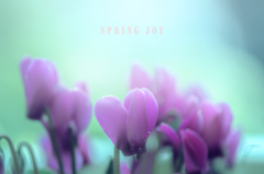 spring joy