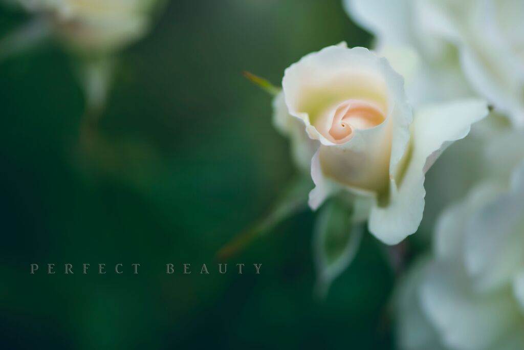 perfect beauty