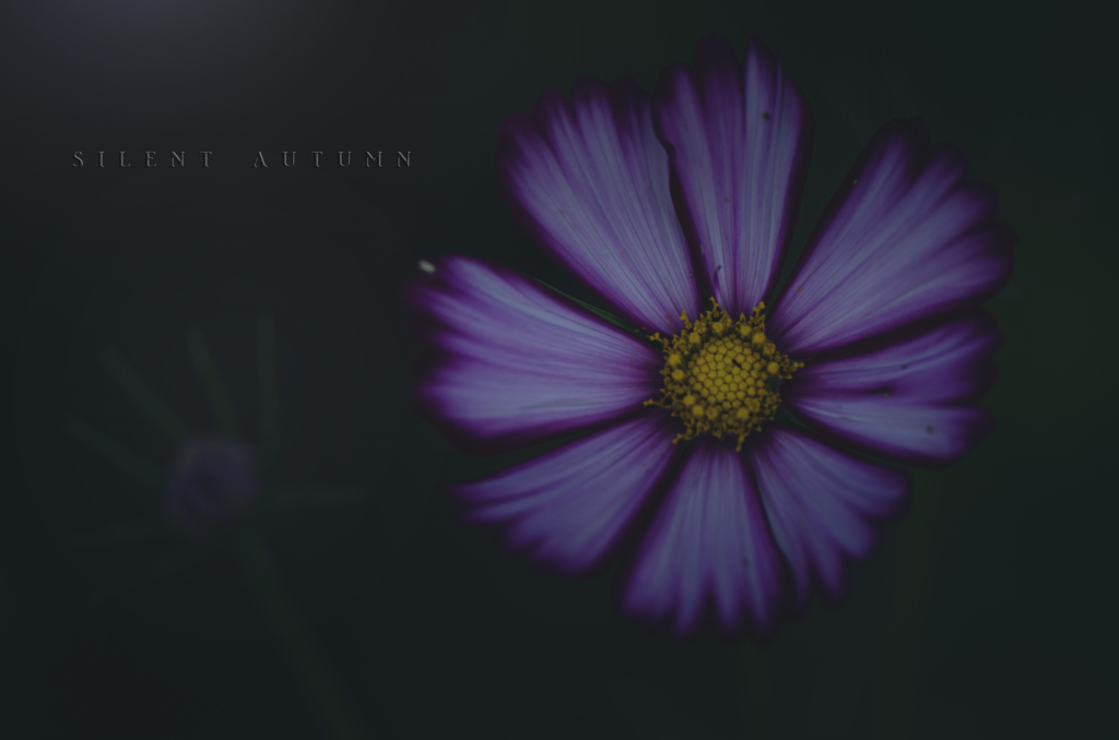 silent autumn