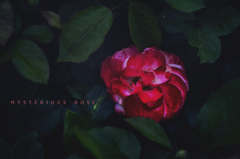 mysterious rose