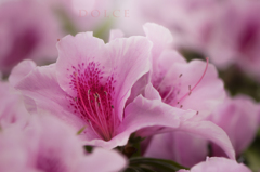 dolce
