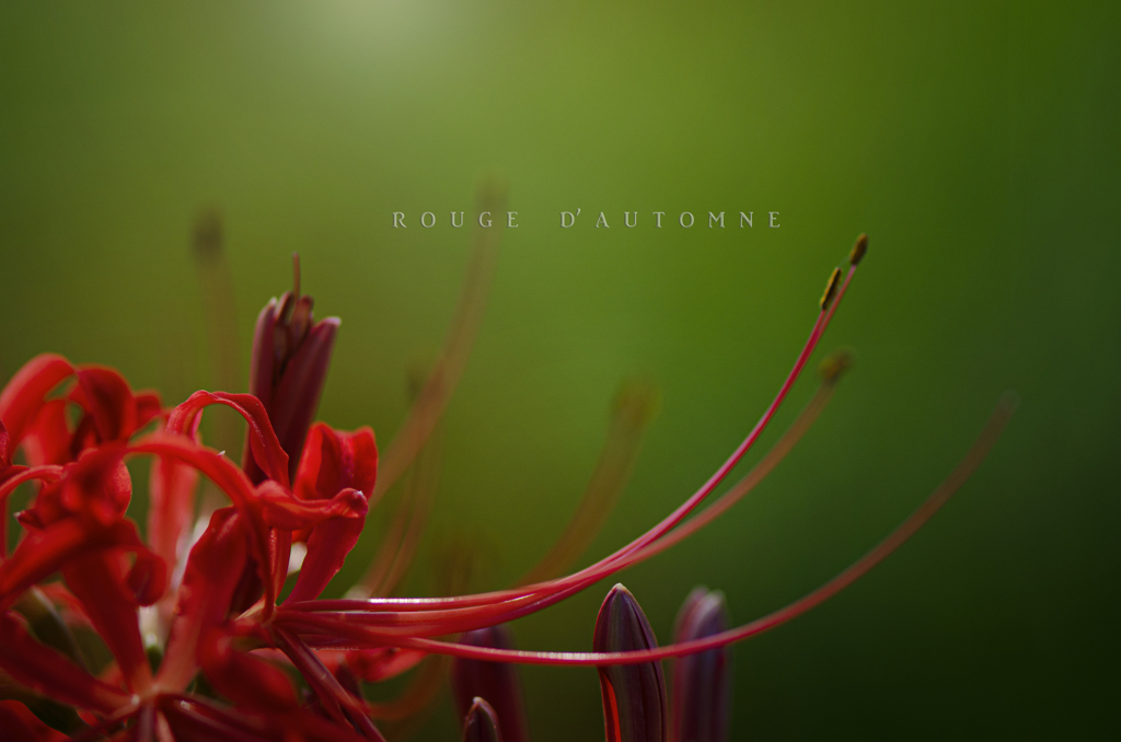 rouge d' automne