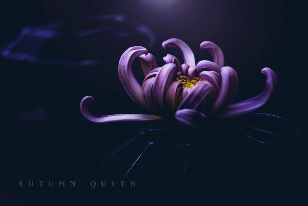 autumn queen