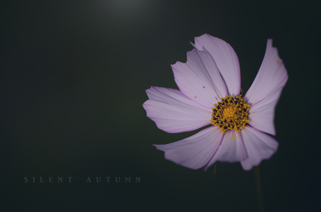 silent autumn