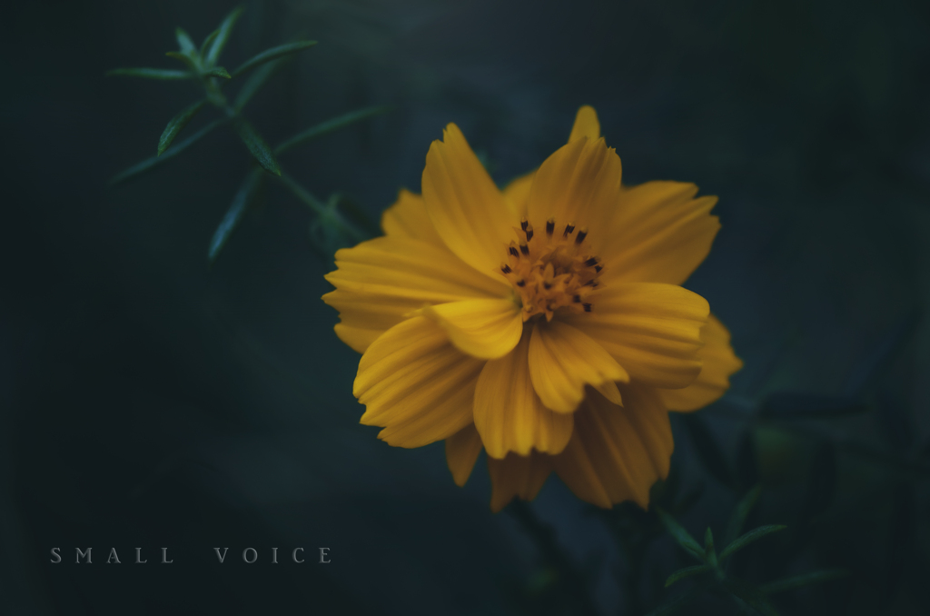 small voice