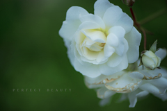perfect beauty