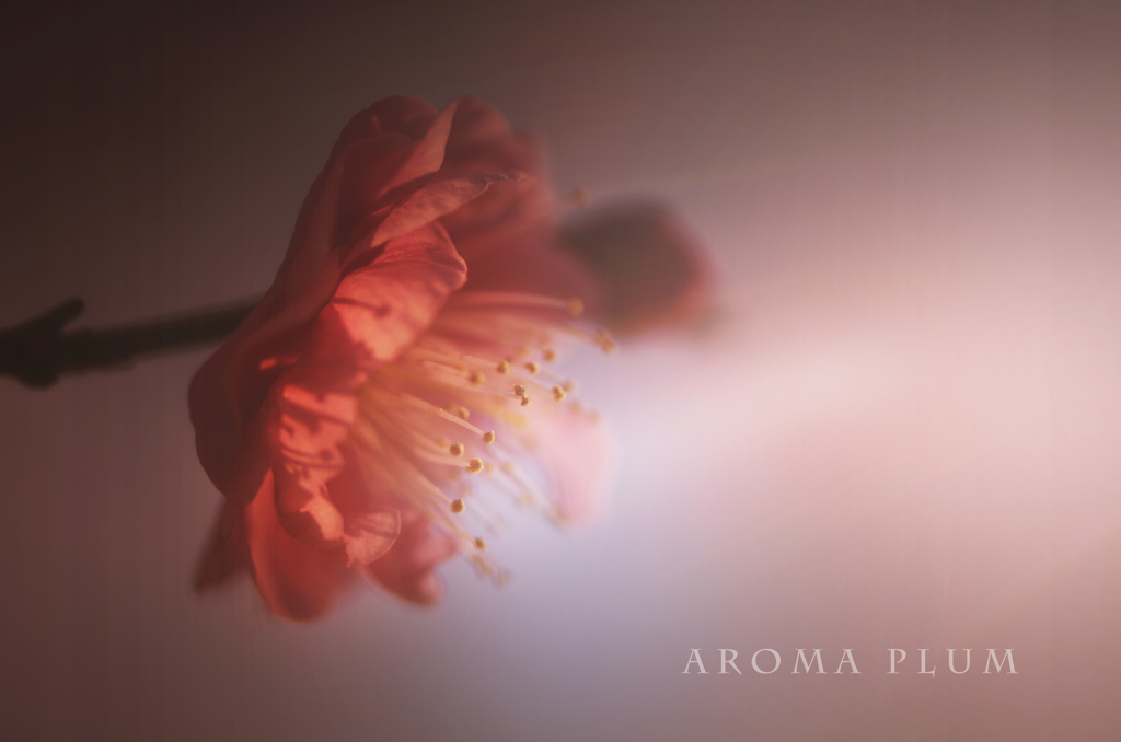 aroma plum