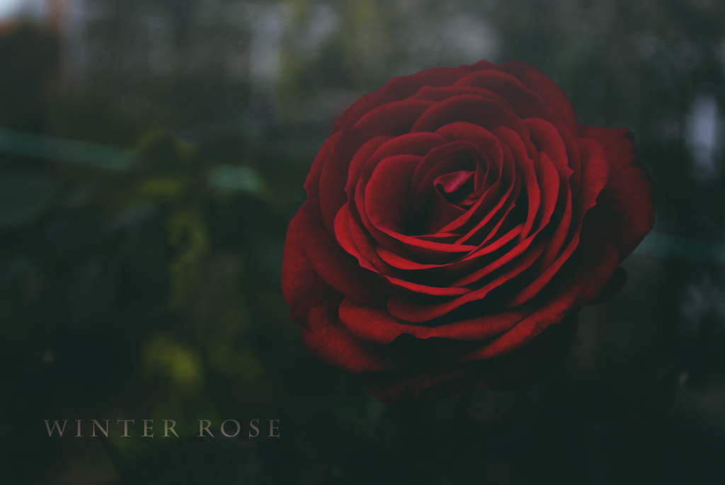 winter rose