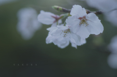 sakura