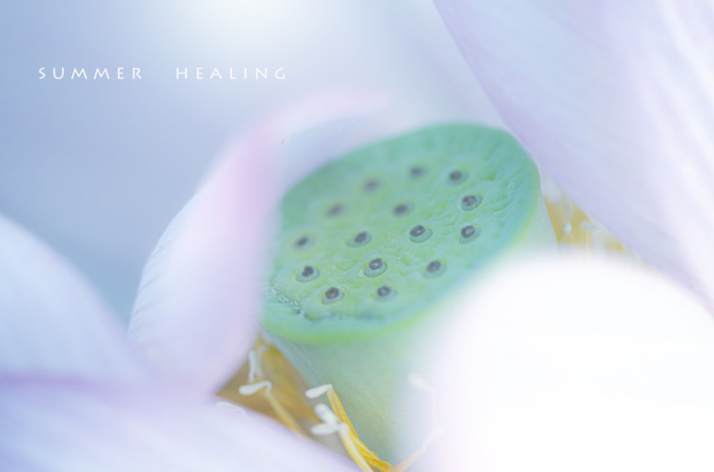 夏の癒し
