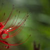 rouge d' automne