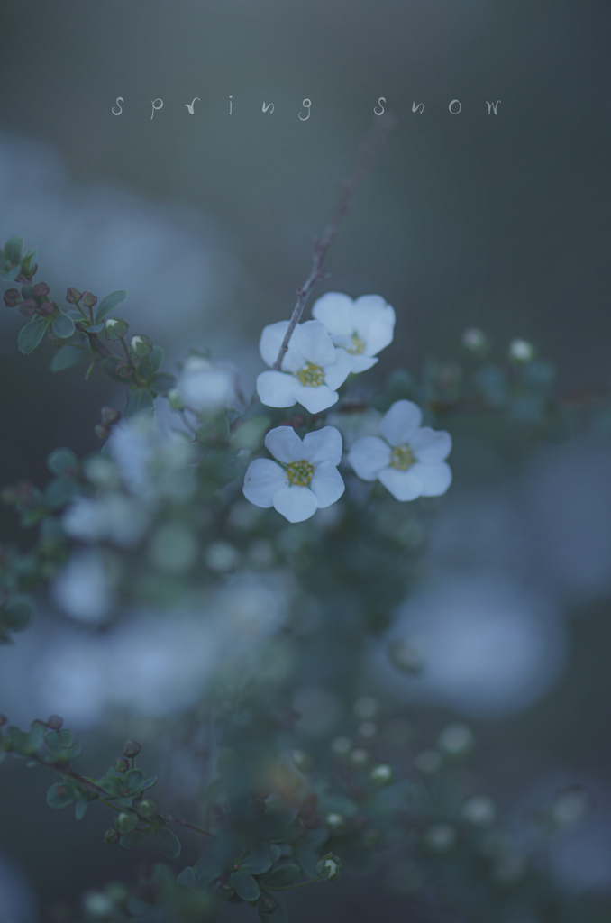 spring snow