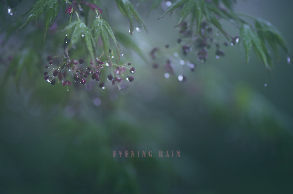 evening rain