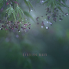 evening rain