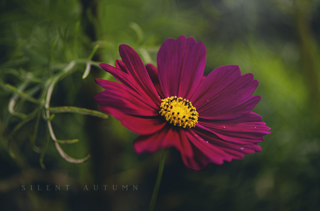 silent autumn