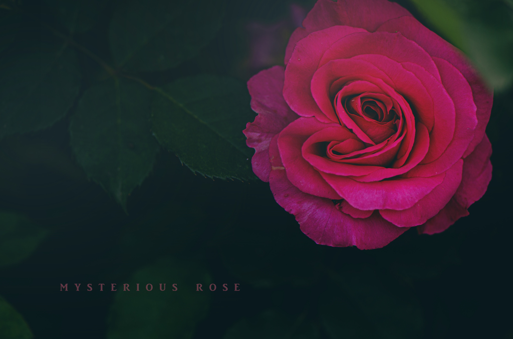 mysterious rose