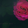 mysterious rose