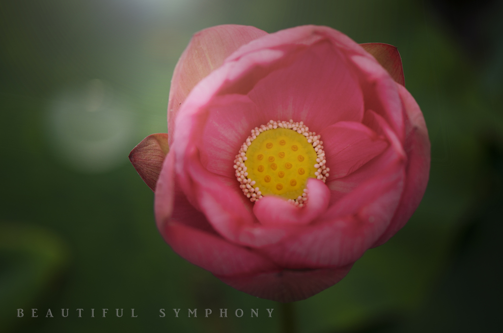 beautiful symphony