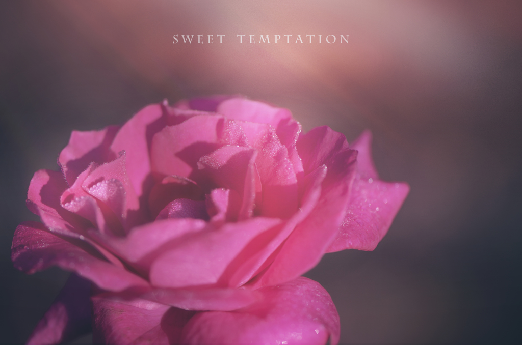 Sweet  temptation