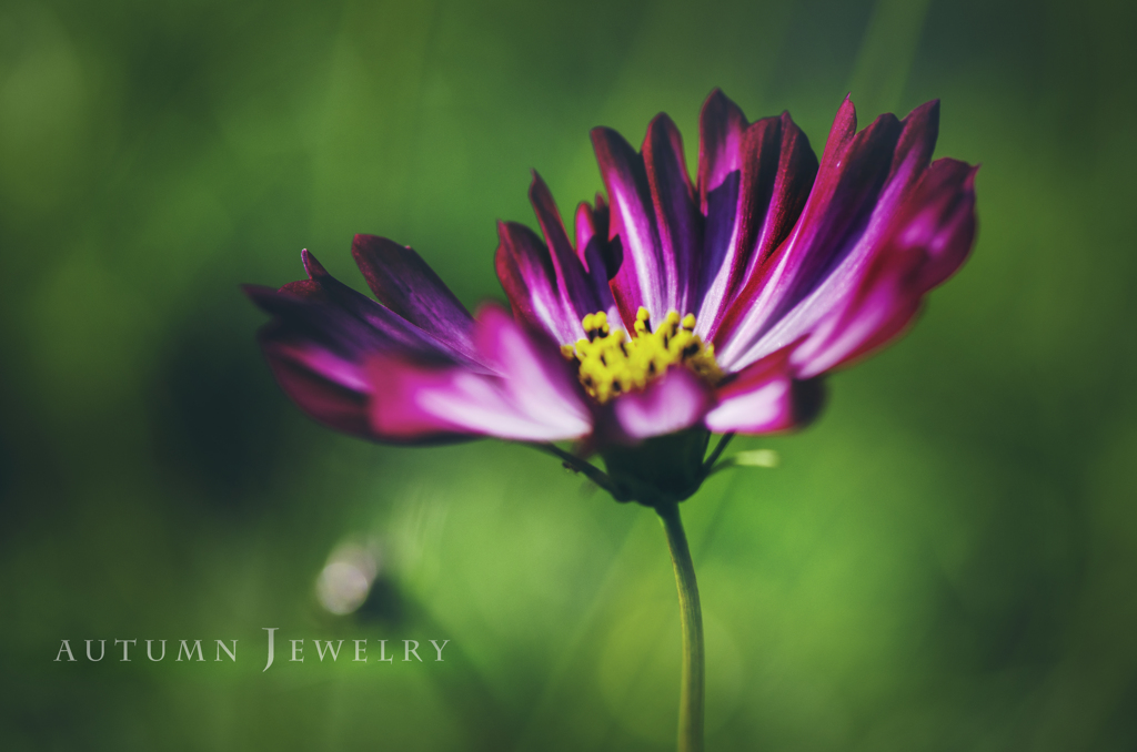 autumn jewelry