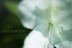 color temptation