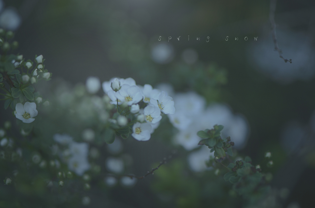 spring snow
