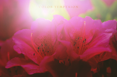 color temptation