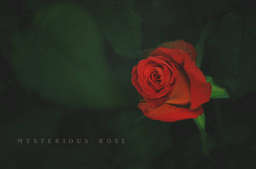 mysterious rose