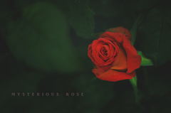 mysterious rose