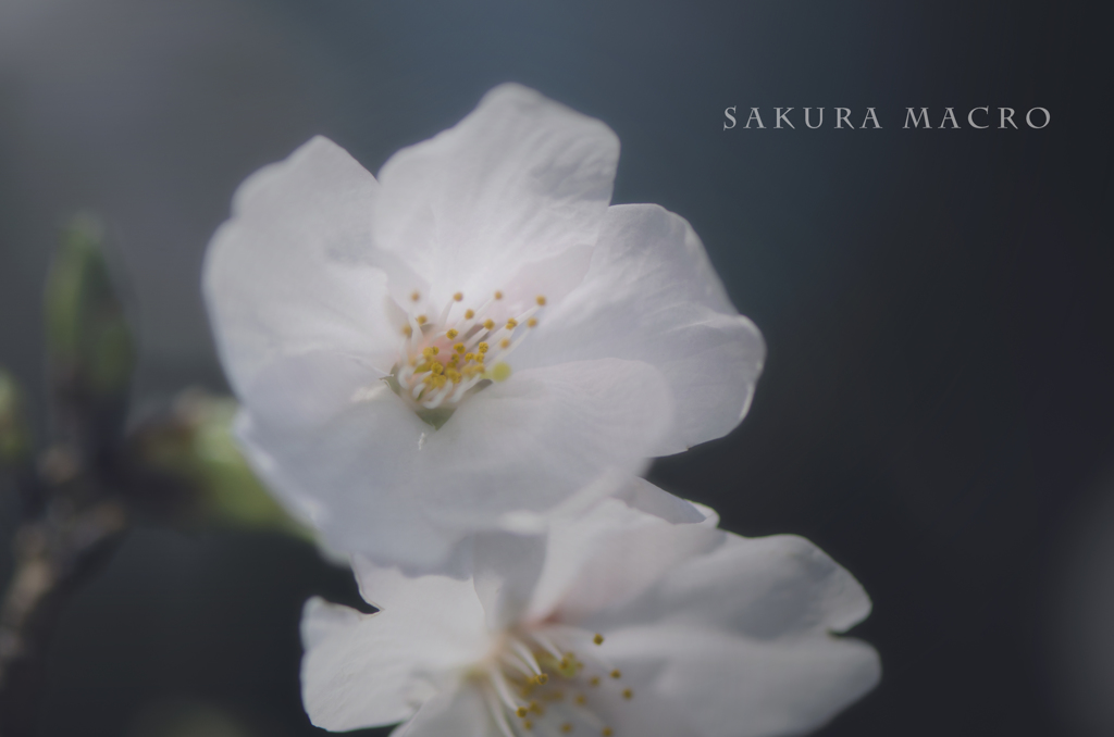 sakura macro