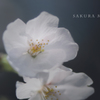 sakura macro