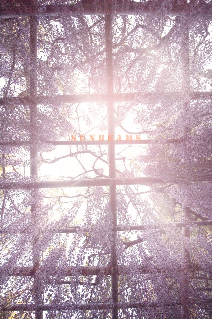 sunbeams