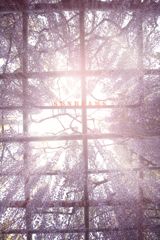 sunbeams