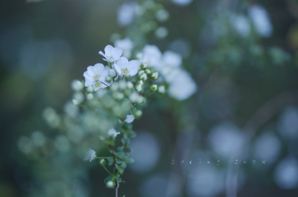 spring snow