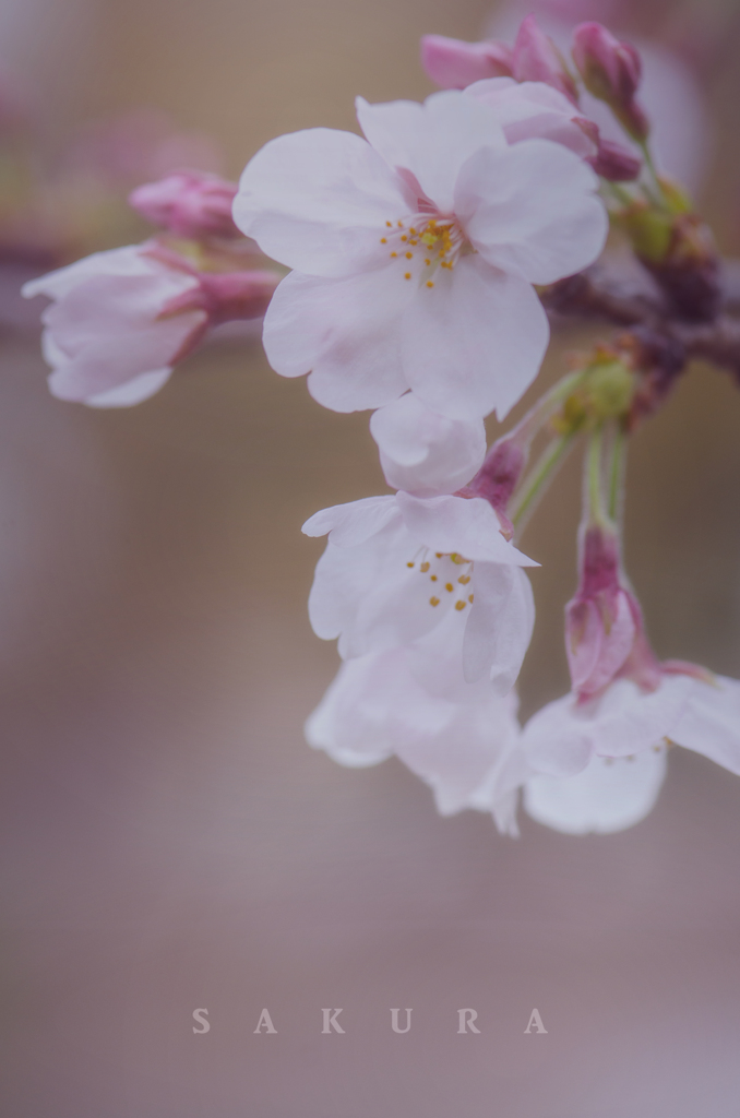 sakura