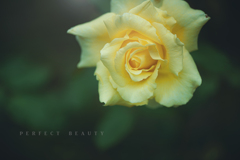 perfect beauty