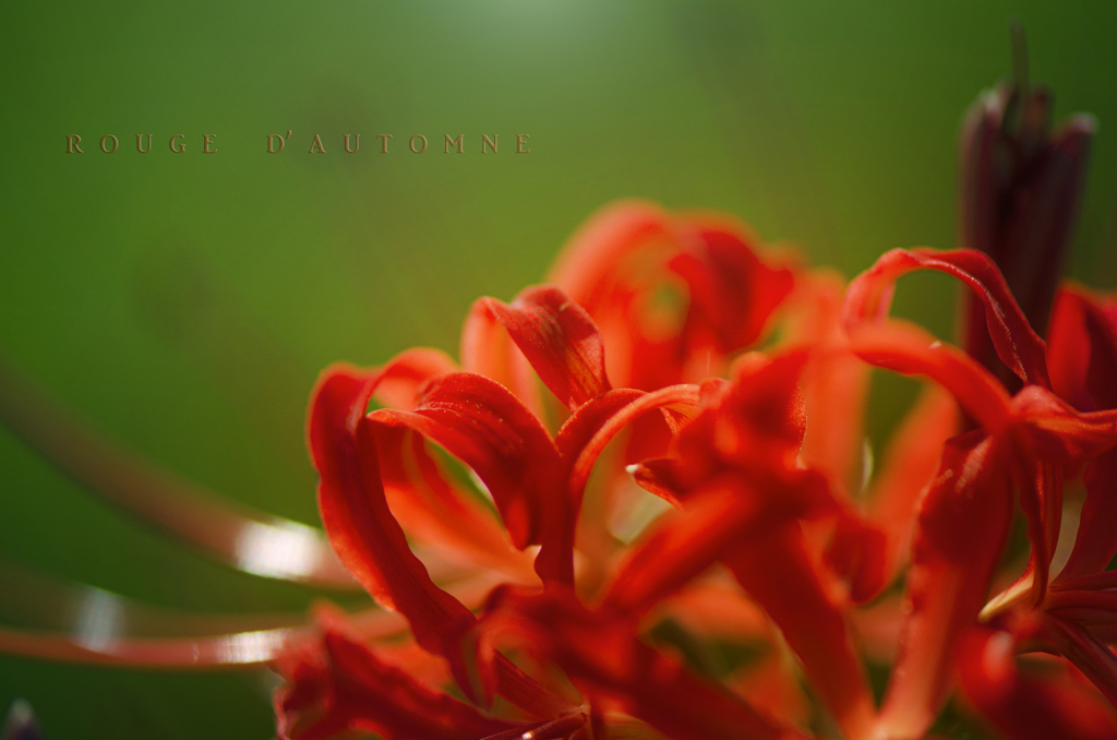 rouge d’automn