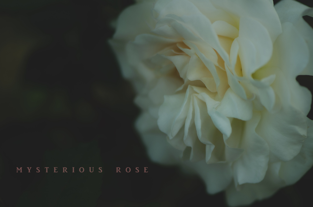 mysterious rose