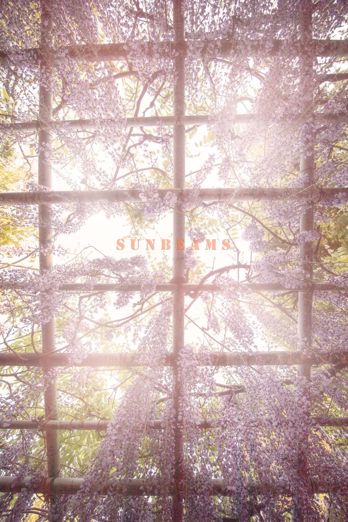 sunbeams